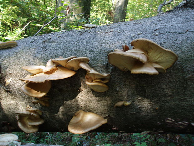 hliva Pleurotus sp.