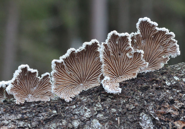 klanolupeňovka obyčajná Schizophyllum commune Fr.