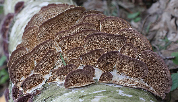 ryhovec želatinovitý Trichaptum biforme (Fr.) Ryvarden