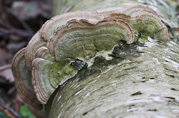 ryhovec želatinovitý Trichaptum biforme (Fr.) Ryvarden