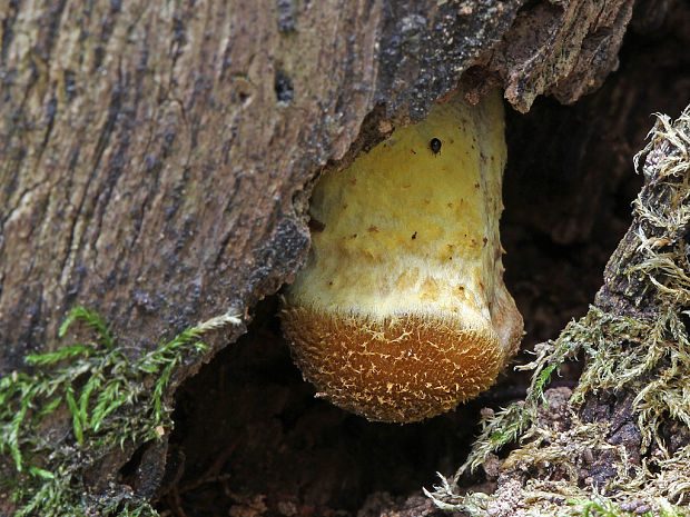 podpňovka žltá Armillaria gallica Marxm. & Romagn.