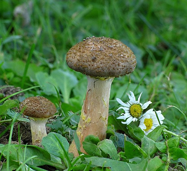 podpňovka obyčajná-václavka obecná Armillaria mellea (Vahl) P. Kumm.