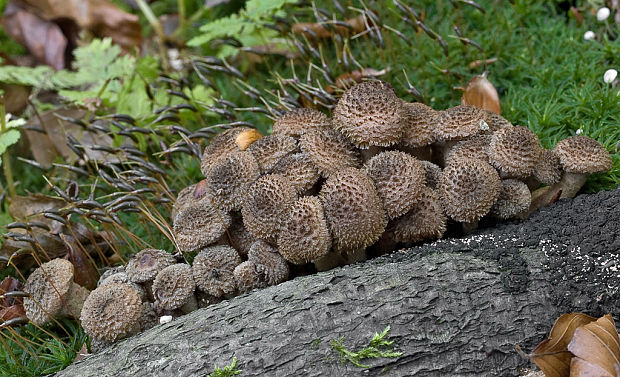 podpňovka  Armillaria sp.