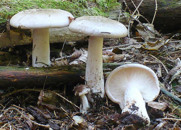 strmuľka inovaťová Clitocybe nebularis (Batsch) P. Kumm.