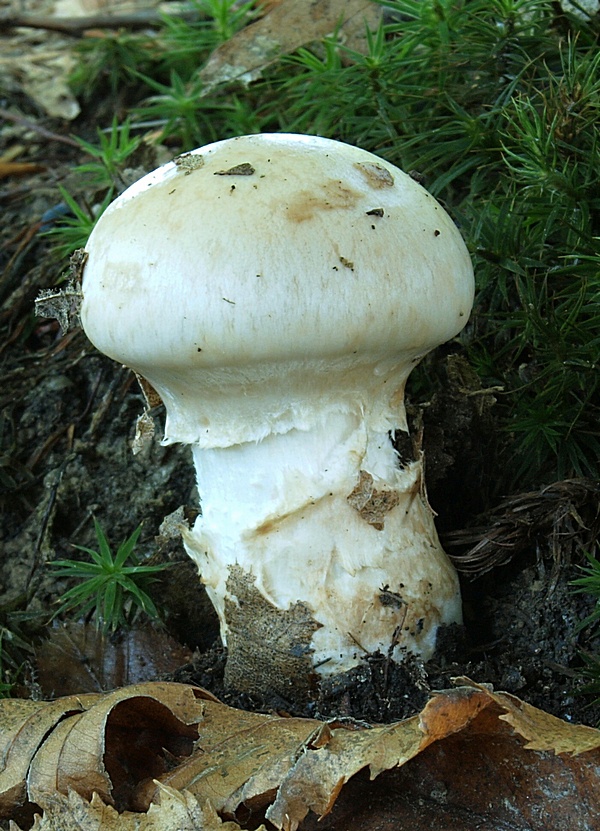 pavučinovec Cortinarius sp.