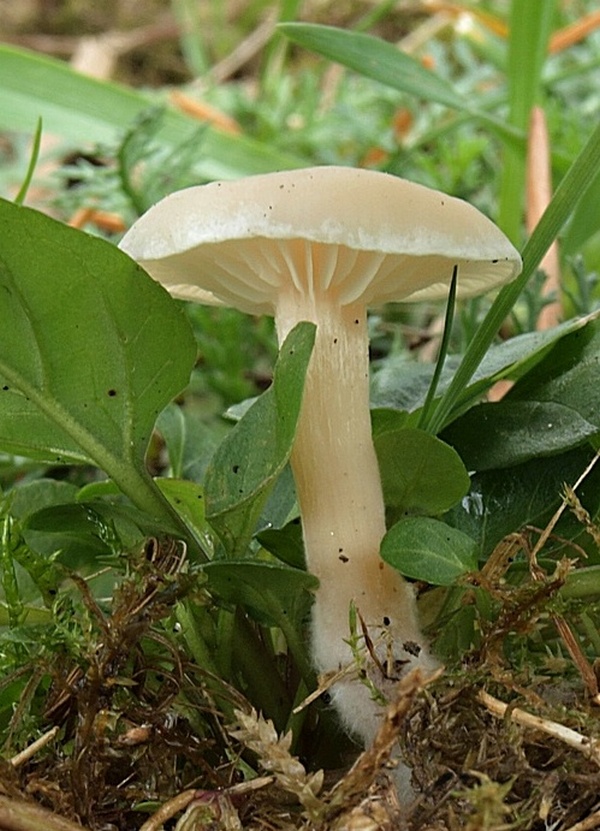 lúčnica snehobiela Cuphophyllus virgineus (Wulfen) Kovalenko