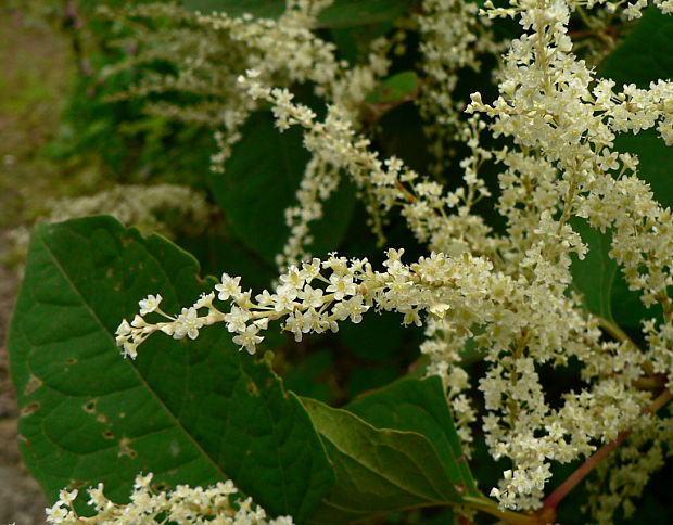 pohánkovec japonský Fallopia japonica (Houtt.) Ronse Decr.