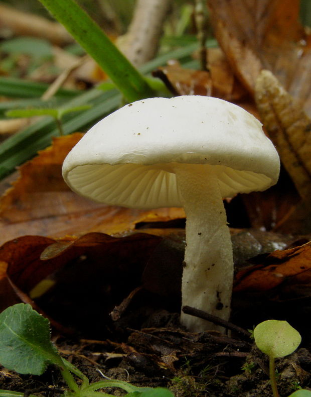 šťavnačka Hygrophorus sp.