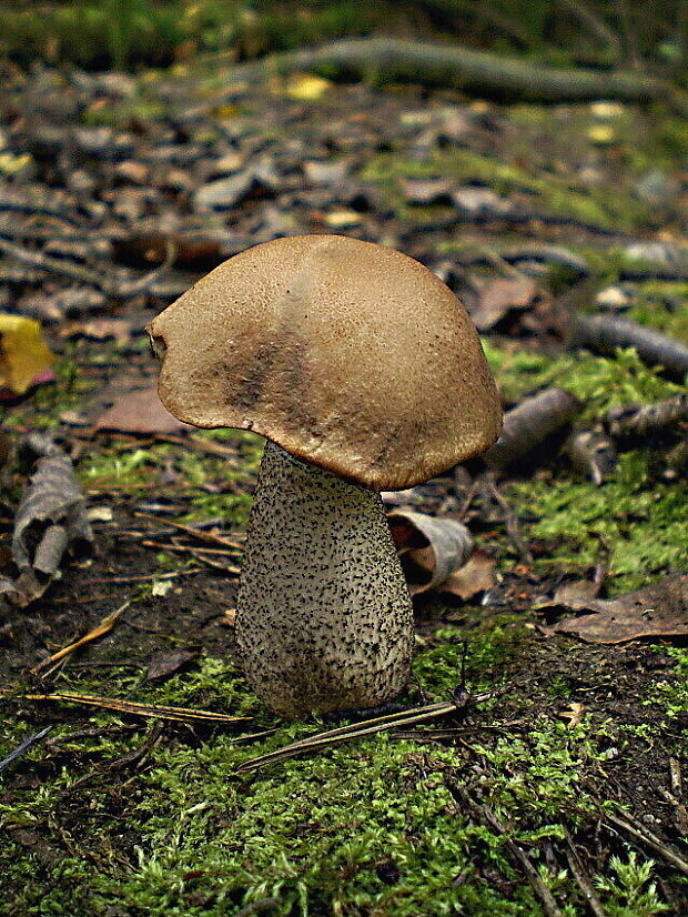 kozák brezový Leccinum scabrum (Bull.) Gray