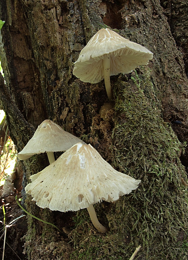 prilbička ružovolupeňová Mycena galericulata (Scop.) Gray