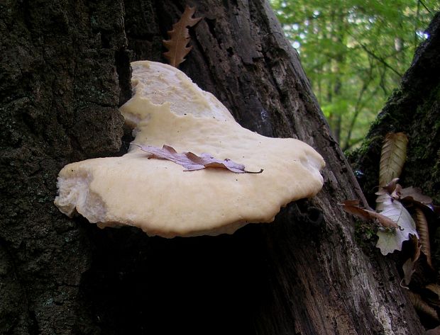 tvarohovník? Oligoporus sp.