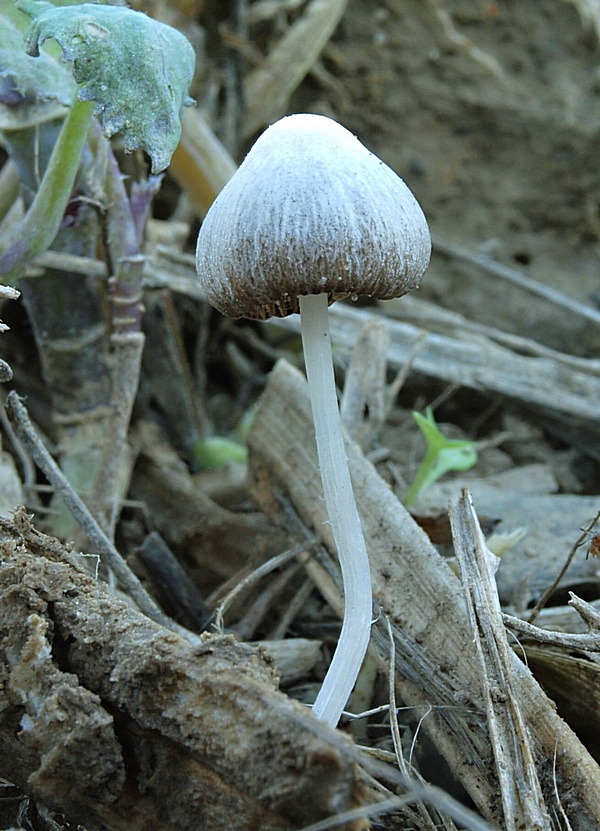 zvonovec ? Panaeolus sp.