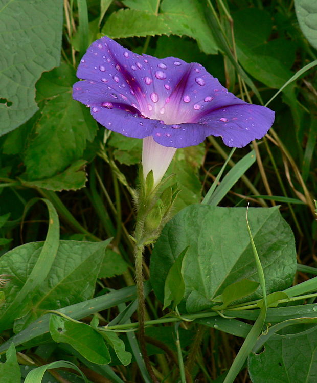 povojník purpurový - povijnice nachová Pharbitis purpurea (L.) Voigt