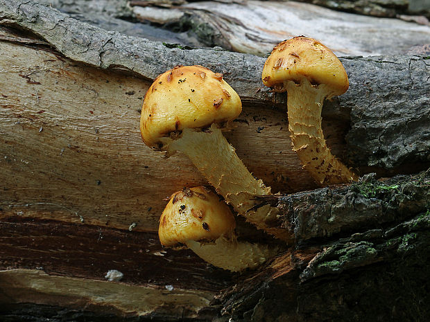 šupinovka Pholiota sp.