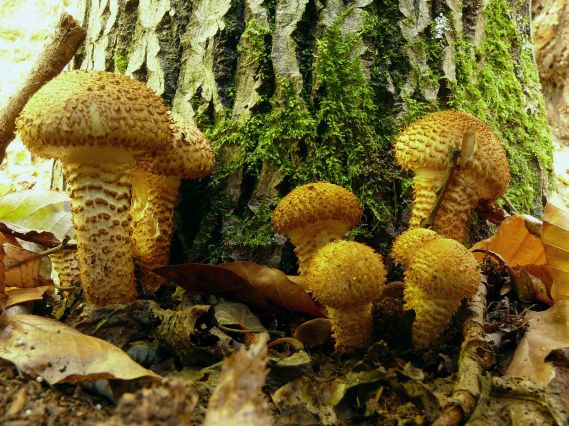 šupinovka šupinatá? Pholiota squarrosa (Vahl) P. Kumm.