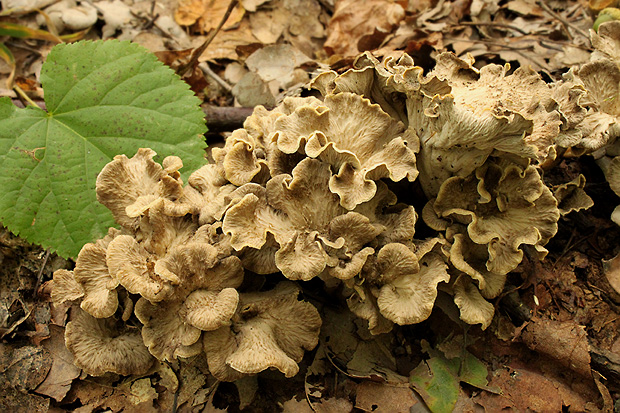 palievik kučeravý Pseudocraterellus undulatus (Pers.) Rauschert