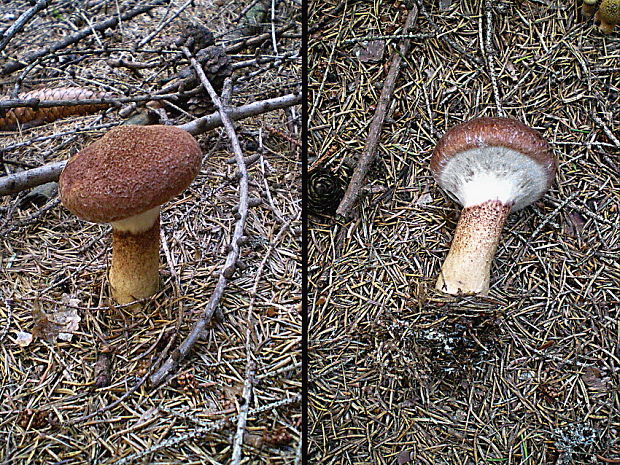 hríbovec dutohlúbikový Suillus cavipes (Opat.) A.H. Sm. & Thiers