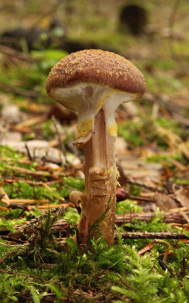 podpňovka Armillaria sp.