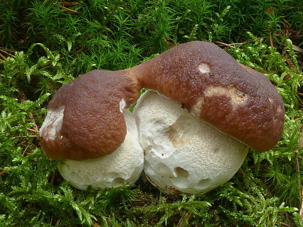 hríb smrekový Boletus edulis Bull.