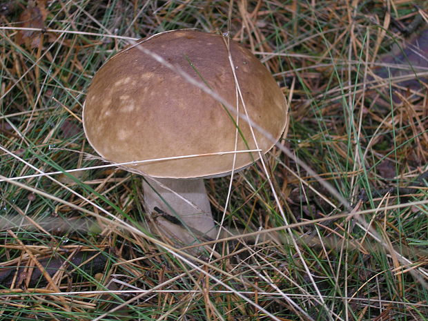 hríb dubový Boletus reticulatus Schaeff.