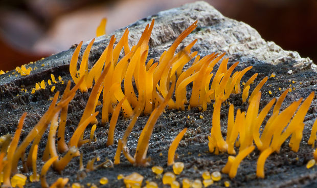 parôžkovec malý Calocera cornea (Fr.) Loud.