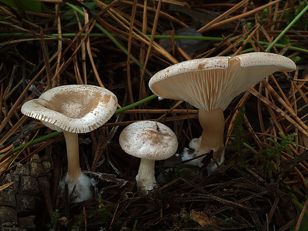 strmuľka hrabanková Clitocybe phyllophila