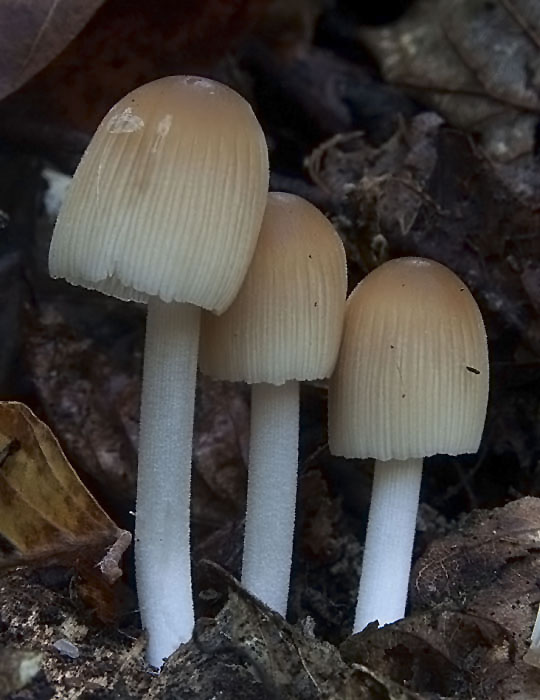 hnojník Coprinus sp.