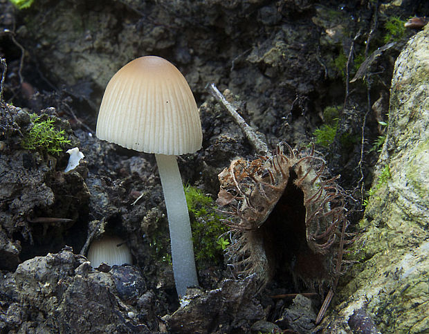 hnojník Coprinus sp.