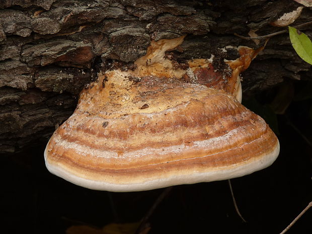 práchnovček pásikavý Fomitopsis pinicola (Sw.) P. Karst.