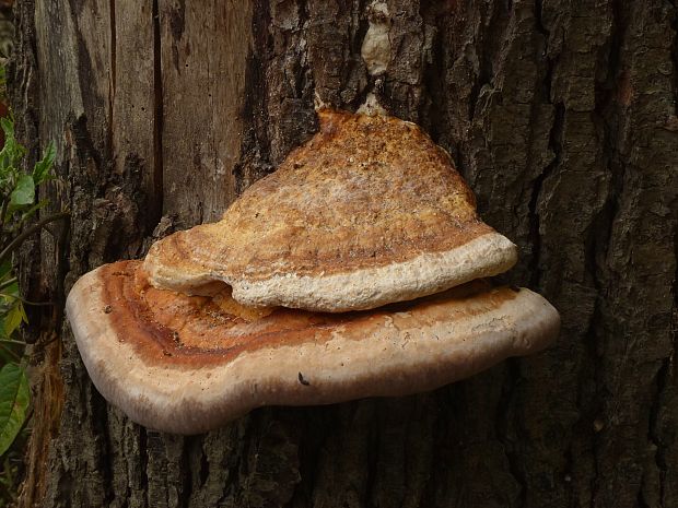 práchnovček pásikavý Fomitopsis pinicola (Sw.) P. Karst.