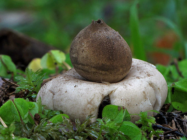 hviezdovka strapkatá Geastrum fimbriatum Fr.