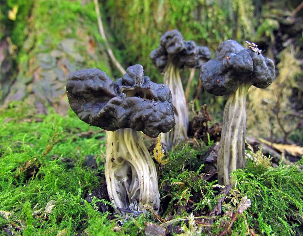 chriapač jamkatý Helvella lacunosa Afzel.