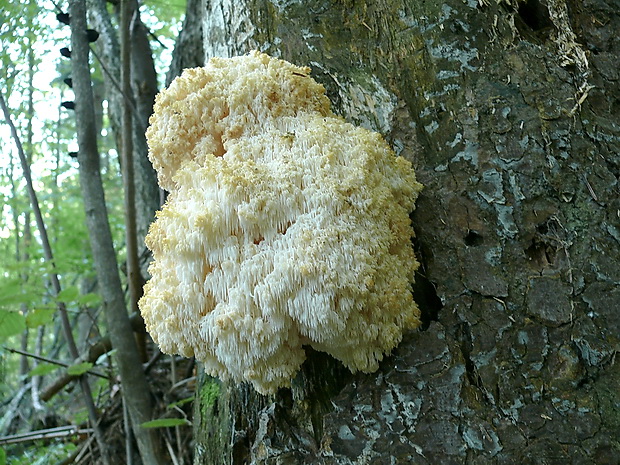 koralovec jedľový Hericium alpestre Pers.