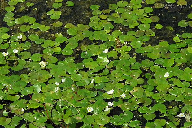 vodnianka žabia Hydrocharis morsus-ranae L.