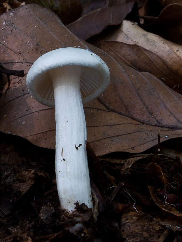 šťavnačka slonovinová Hygrophorus eburneus (Bull.) Fr.