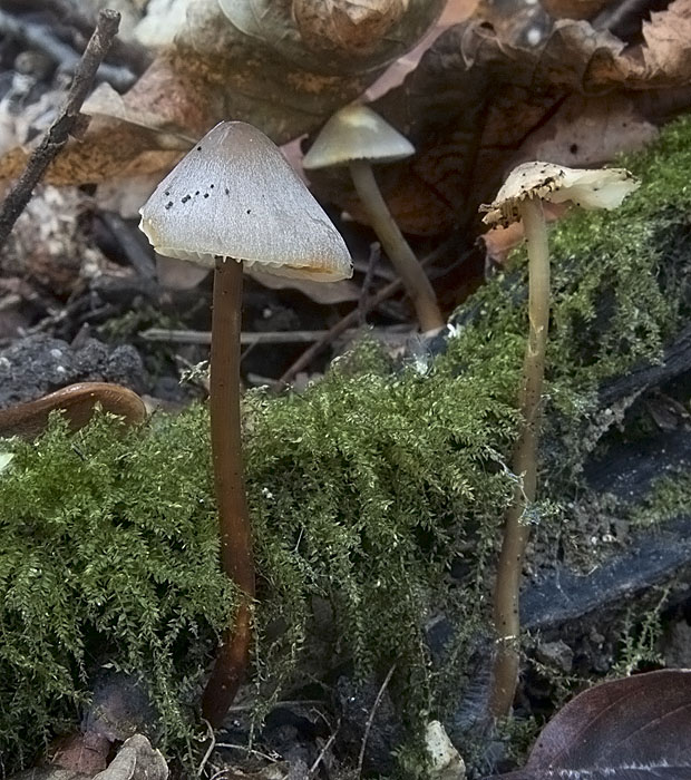 prilbička šafranová Mycena crocata (Schrad.) P. Kumm.