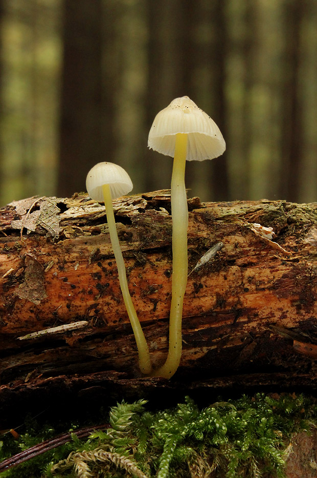 prilbička slizká Mycena epipterygia (Scop.) Gray