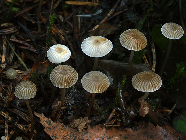 prilbička Mycena sp.