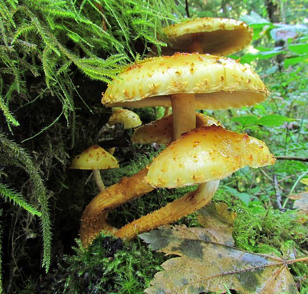 šupinovka Pholiota sp.