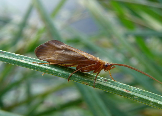 potočník Potamophylax cingulatus