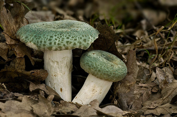 plávka zelenkastá Russula virescens (Schaeff.) Fr.