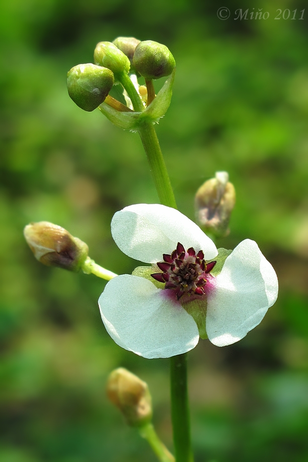 šípovka vodná Sagittaria sagittifolia L.