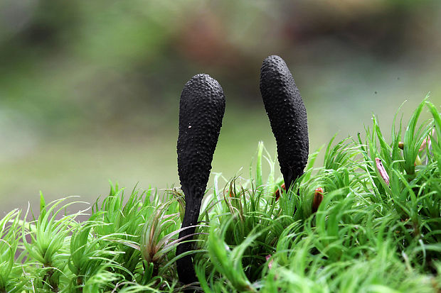 žezlovka srnková Tolypocladium ophioglossoides (J.F. Gmel.) Quandt, Kepler & Spatafora