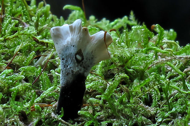 drevnatec parohatý Xylaria hypoxylon (L.) Grev.