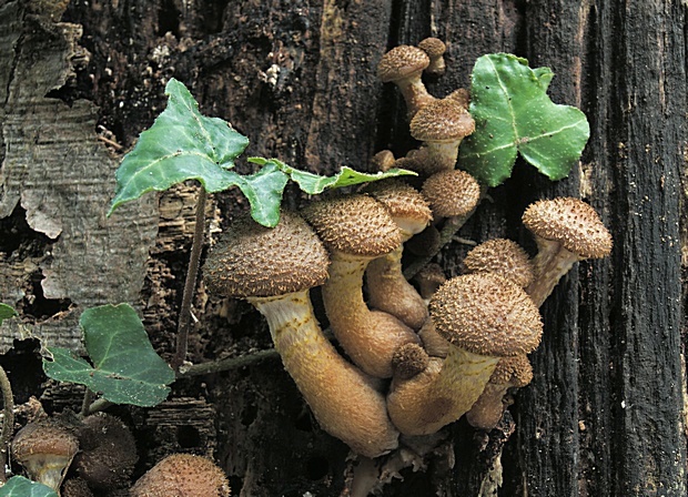 podpňovka tmavá Armillaria ostoyae (Romagn.) Herink