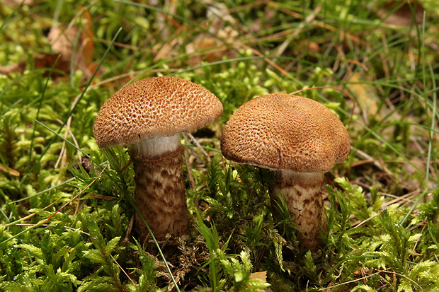 pavučinovec obrúčkatý Cortinarius pholideus (Lilj.) Fr.