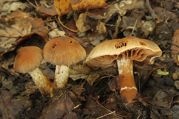 pavučinovec Cortinarius sp.