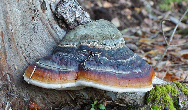 práchnovček pásikavý Fomitopsis pinicola (Sw.) P. Karst.