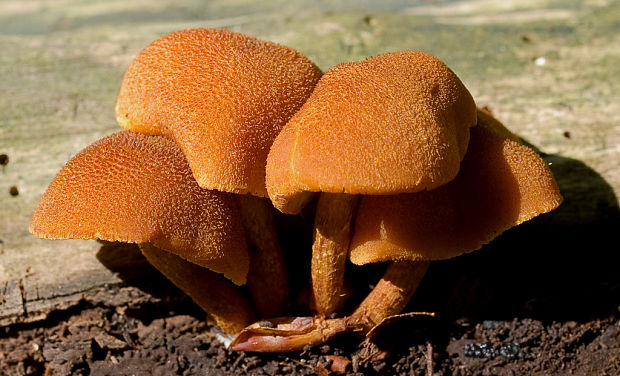 šupinovec Gymnopilus sp.