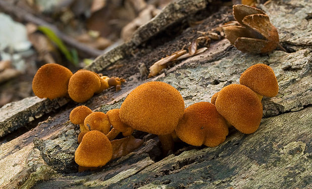 šupinovec Gymnopilus sp.